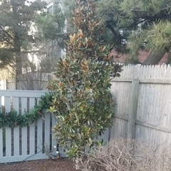Magnolia grandiflora
