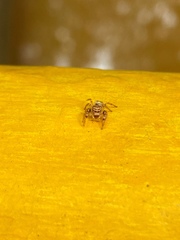 Salticidae
