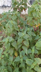 Asteraceae