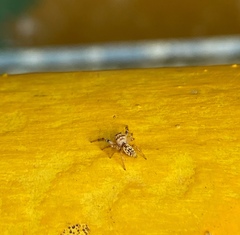 Salticidae