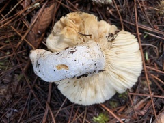 Russula crassotunicata
