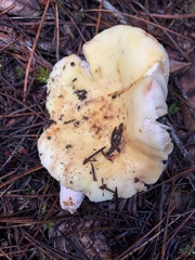 Russula crassotunicata