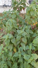 Asteraceae