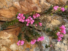 Brachysiphon rupestris