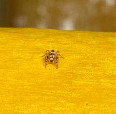 Salticidae