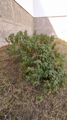 Asteraceae