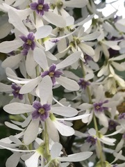 Petrea pubescens