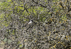 Oenanthe melanoleuca