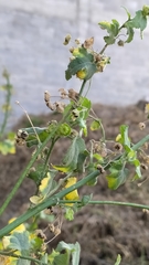 Malvaceae