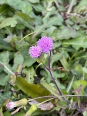 Emilia sonchifolia image