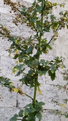 Malvaceae