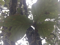Quercus jonesii