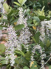 Petrea pubescens