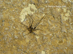 Dolichopoda geniculata