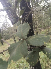 Quercus jonesii