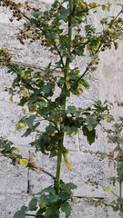 Malvaceae