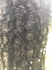 Quercus jonesii