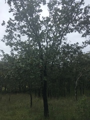 Quercus jonesii