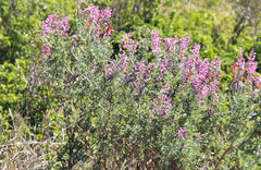 Lessertia brachystachya