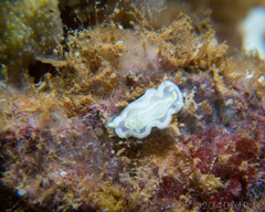 Ceratosoma