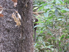 Microsciurus