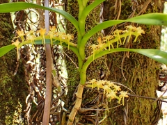 Tridactyle bicaudata bicaudata
