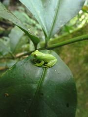 Aplastodiscus ehrhardti