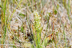 Platanthera hyperborea