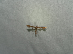 Geina periscelidactylus