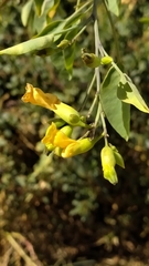 Nicotiana glauca