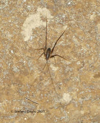 Dolichopoda geniculata