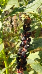 Phytolacca icosandra