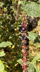 Phytolacca icosandra