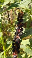 Phytolacca icosandra