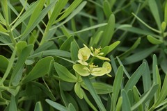 Euphorbia regis-jubae