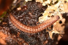 Cleidogona