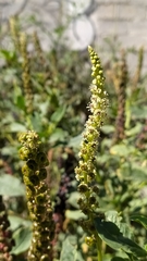 Phytolacca icosandra
