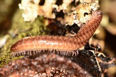 Cleidogona
