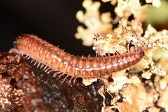 Cleidogona