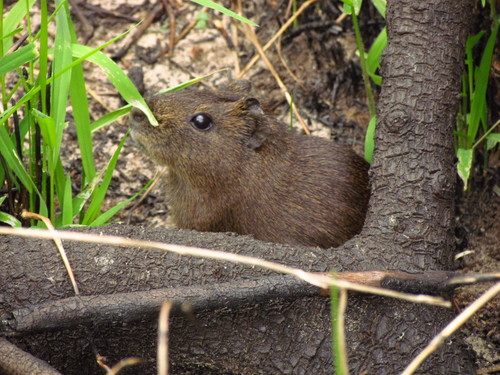 Greater Guinea Pig