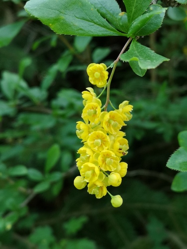 Berberis iberica