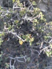 Quercus hinckleyi