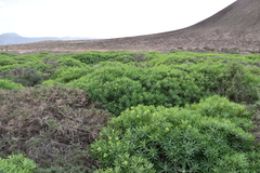 Euphorbia regis-jubae