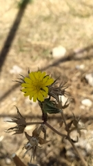 Helminthotheca echioides