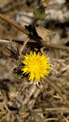 Helminthotheca echioides