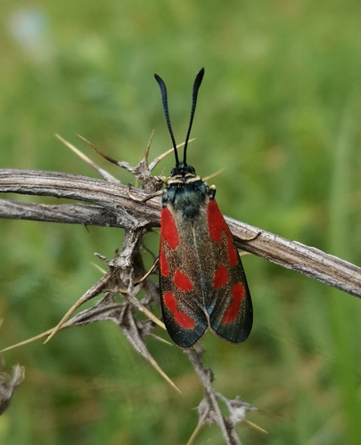 Vretienka kozincová (Zygaena loti)