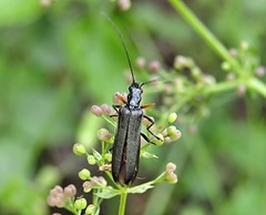 Oedemera flavipes