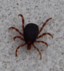 Hyalomma
