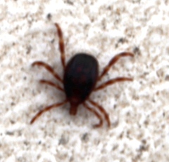 Hyalomma