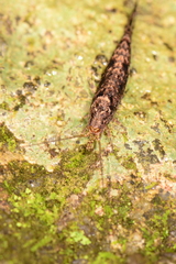 Meinertellidae
